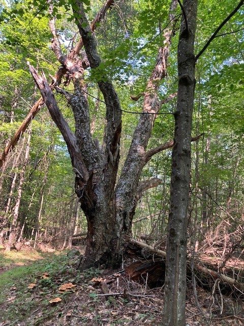 Wolf Trees: Denizens of our New England Forests | SRKG Sunapee Ragged ...